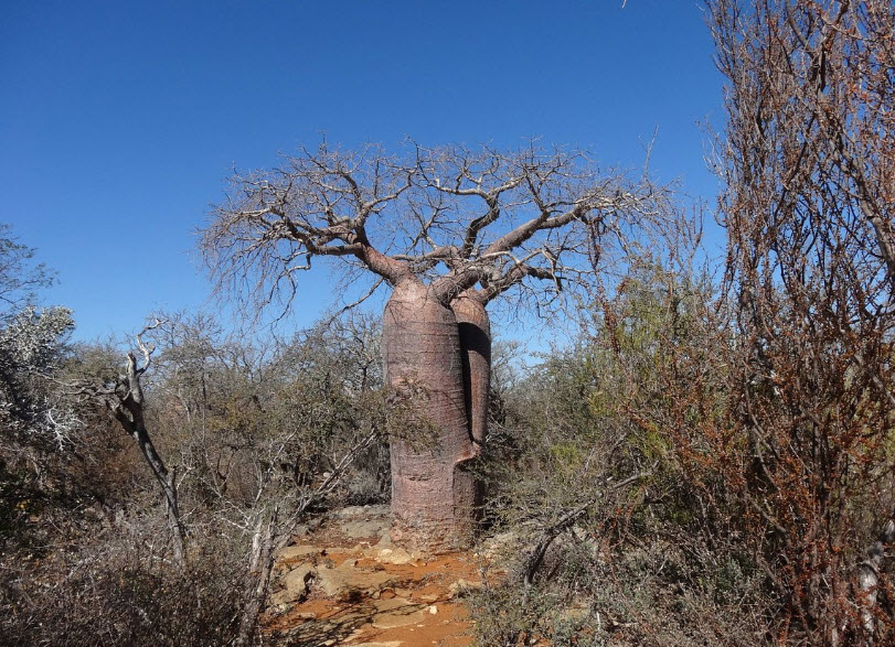 Zombitse-Vohibasia National Park, Madagascar